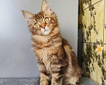 Кошки в Москве: Котенок Мейн-Кун Девочка Девочка, 45 000 руб. - фото 3