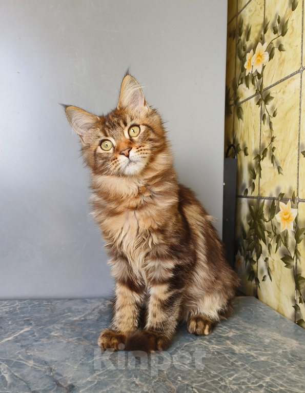 Кошки в Москве: Котенок Мейн-Кун Девочка Девочка, 45 000 руб. - фото 3