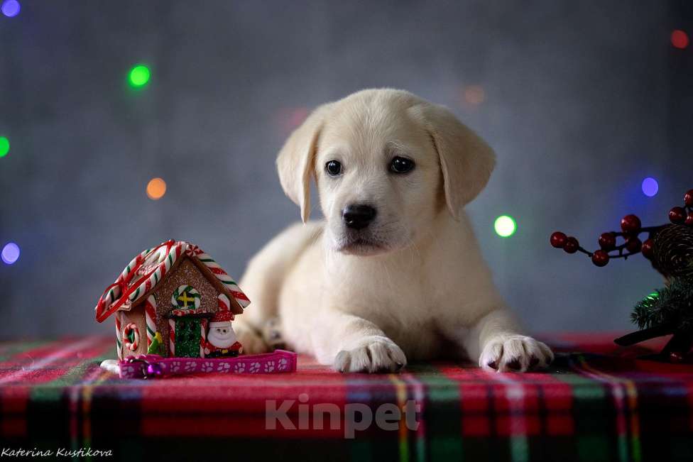 Собаки в Москве: Щенок лабрадора Девочка, 80 000 руб. - фото 2