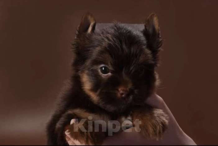 Собаки в Москве: Шоколадный Йорк мальчик 2 мес Мальчик, Бесплатно - фото 3