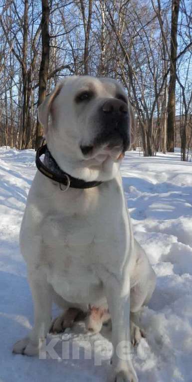 Собаки в других городах Московской области: Лабрадор ретривер Мальчик, 55 000 руб. - фото 5
