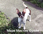 Собаки в Санкт-Петербурге: Окрас бело шоколадный триколор чихуахуа Девочка, 70 000 руб. - фото 4