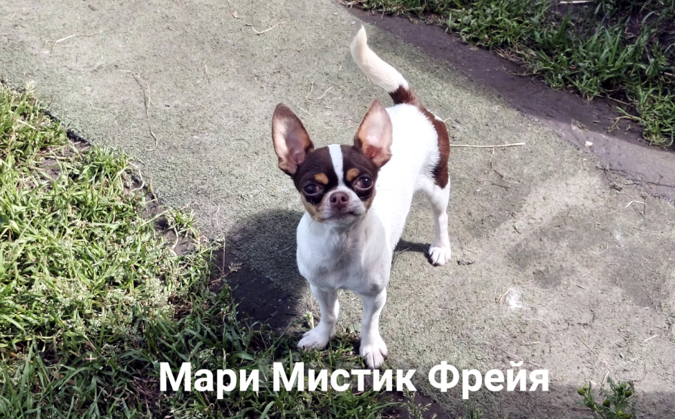 Собаки в Санкт-Петербурге: Окрас бело шоколадный триколор чихуахуа Девочка, 70 000 руб. - фото 4