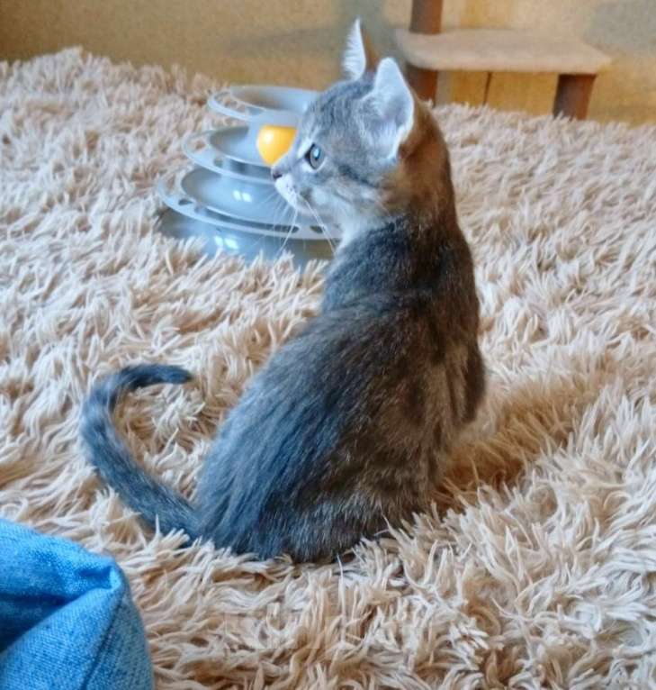 Кошки в Санкт-Петербурге: Кошечка Дымочка 3 месяца Девочка, Бесплатно - фото 4