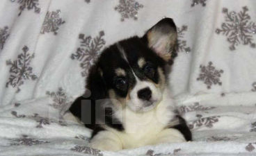 Собаки в Ростове-на-Дону: Вельш корги Пемброк триколор  Мальчик, 40 000 руб. - фото 3