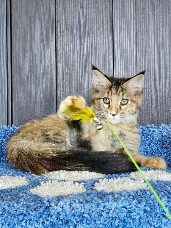 Кошки в других городах Московской области: Котенок Мейн-кун Девочка, 18 000 руб. - фото 2