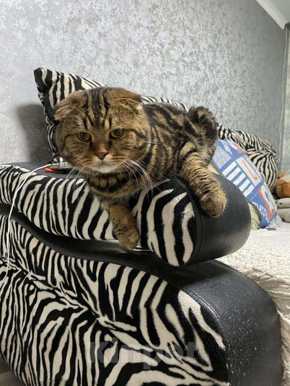 Кошки в Абакане: Вязка с опытным котом, 1 500 руб. - фото 1