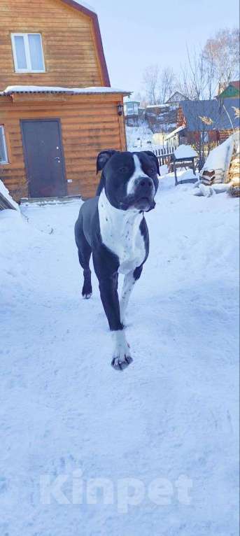 Собаки в Перми: Американский питбультерьер, щенки Девочка, 8 000 руб. - фото 3