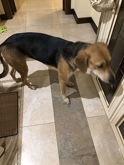 Найдена собака