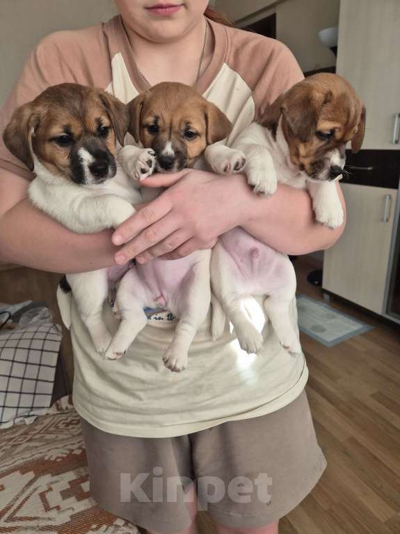 Собаки в Архангельске: Джек -Рассел -Терьер Мальчик, Бесплатно - фото 9