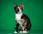 Кошки в Люберцах: Котенок Мэри в добрые руки Девочка, 1 руб. - фото 9