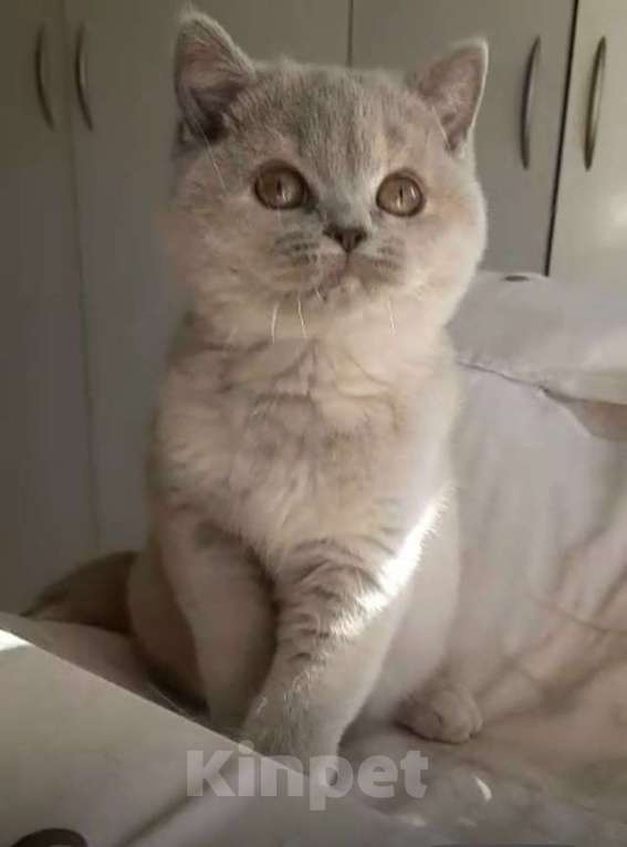 Кошки в Москве: Британский лиловый с кремом котенок Девочка, 50 000 руб. - фото 8