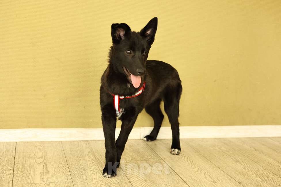 Собаки в Москве: Щенок в Москве бесплатно Девочка, Бесплатно - фото 8