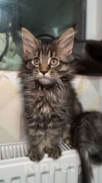 Кошки в Санкт-Петербурге: Котёнок мейн-кун Девочка, 28 000 руб. - фото 5