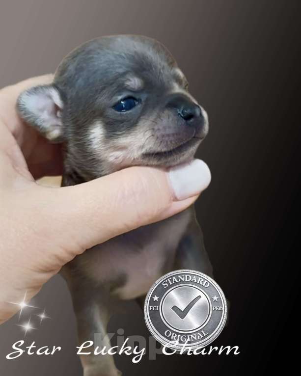 Собаки в Сочи: Шикарный мальчик  Мальчик, Бесплатно - фото 2