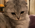 Кошки в Перми: Шотландская вислоухая кошечка Симона  Девочка, 100 руб. - фото 2