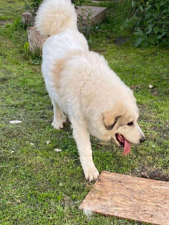 Собаки в Воскресенске: Щенки Пиренейской горной собаки  Мальчик, 50 000 руб. - фото 2