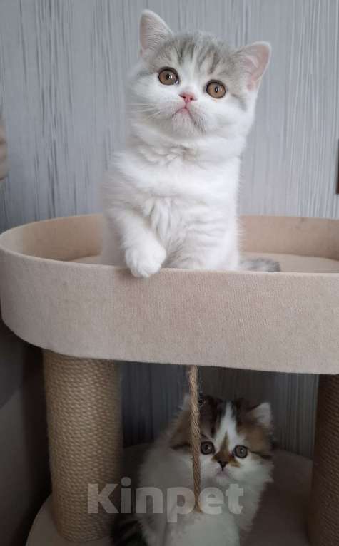 Кошки в Ярославле: Шотландская короткошерстная девочка Девочка, 30 000 руб. - фото 4