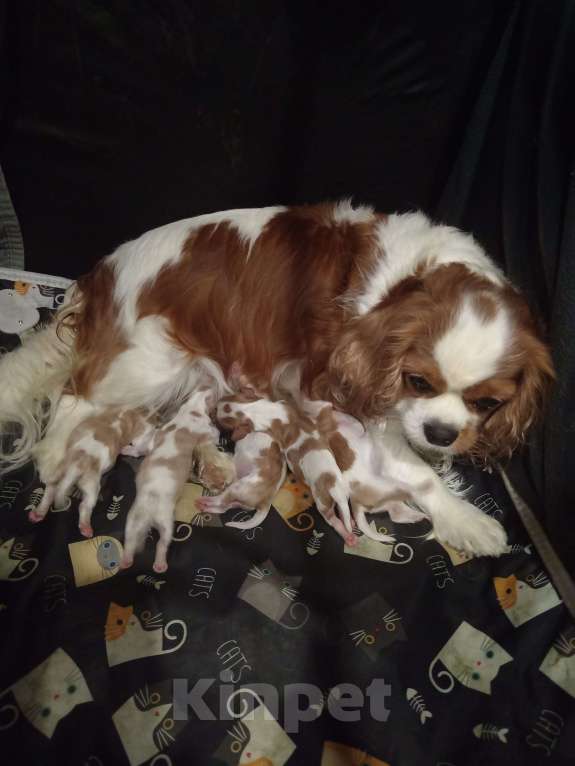 Собаки в Мурином: Щенки бронирование Разнополые, 70 000 руб. - фото 2