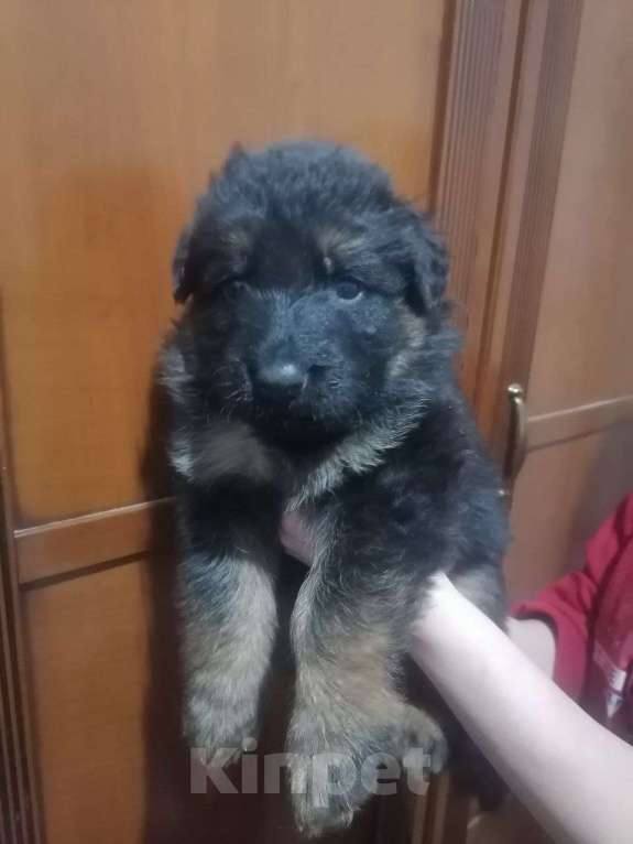 Собаки в Люберцах: Щенки немецкой овчарки Разнополые, 20 000 руб. - фото 4