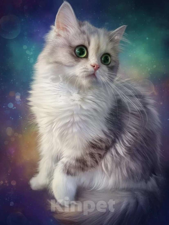 Кошки в Новосибирске: Шотландская прелесть  Девочка, 40 000 руб. - фото 3