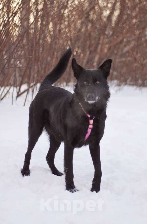 Собаки в Москве: Обычный пёс Чако с идеальным характером в поисках дома Мальчик, Бесплатно - фото 4