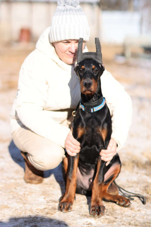 Собаки в Клине: Кобель добермана 4 месяца Мальчик, 100 000 руб. - фото 3