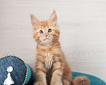 Кошки в Москве: Мейн-Кун котята Разнополые, Бесплатно - фото 9