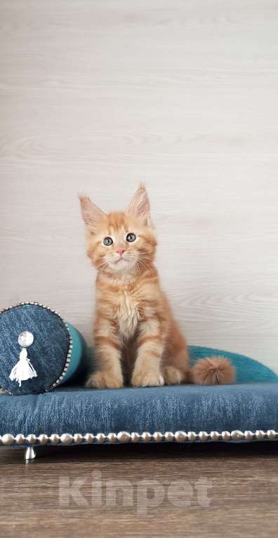 Кошки в Москве: Мейн-Кун котята Разнополые, Бесплатно - фото 9