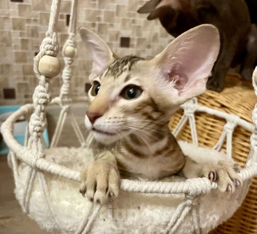 Кошки в Перми: Ориентальный котенок Девочка, Бесплатно - фото 2