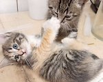 Кошки в Санкт-Петербурге: Монастырские котята Мальчик, Бесплатно - фото 5