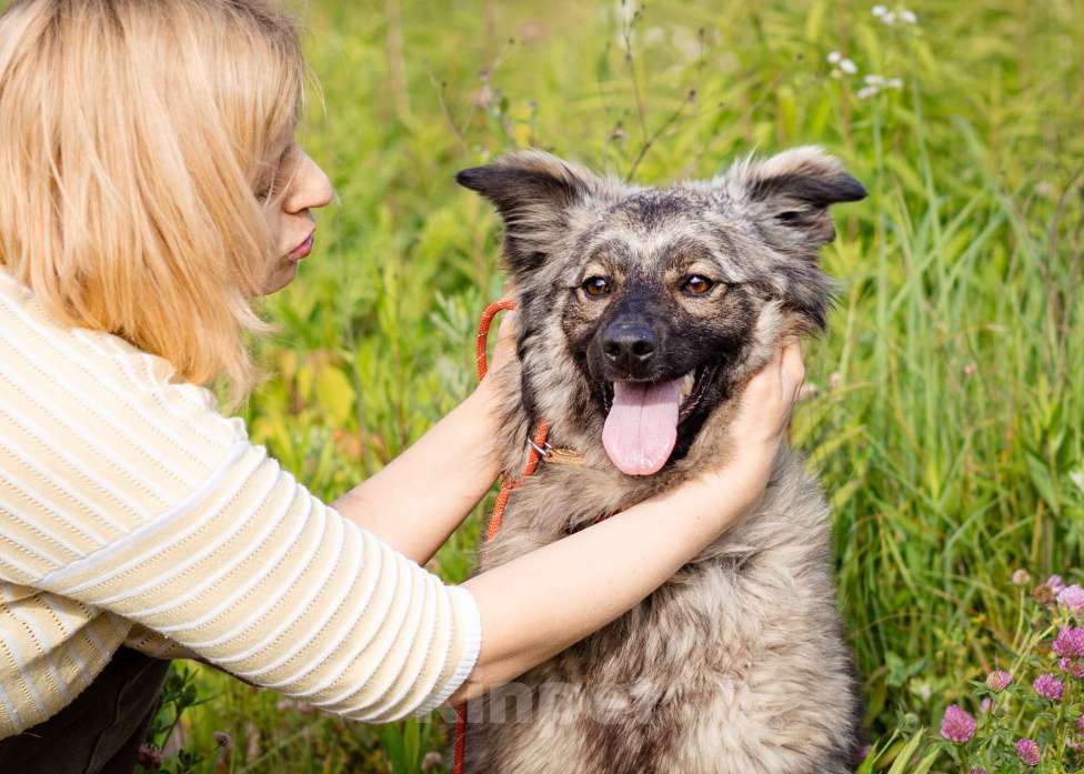 Собаки в Москве: Небольшая девочка из приюта ищет дом Девочка, Бесплатно - фото 2