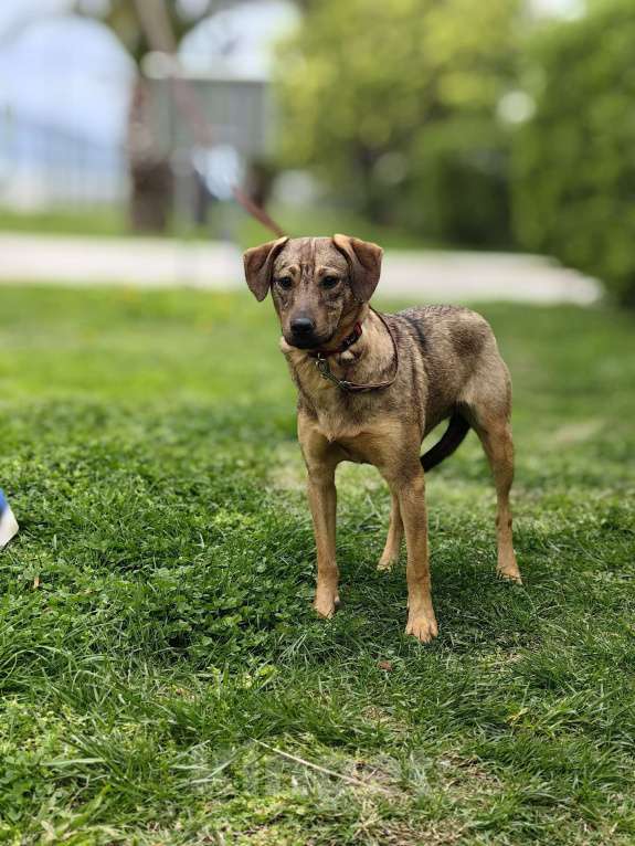 Собаки в Чехове: Алиса - идеальная собака для квартиры Девочка, Бесплатно - фото 5