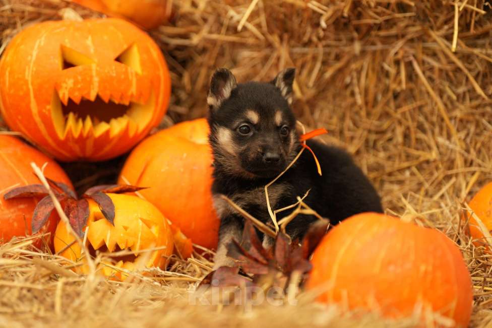 Собаки в Казани: ВЕО РКФ Девочка, 55 000 руб. - фото 6