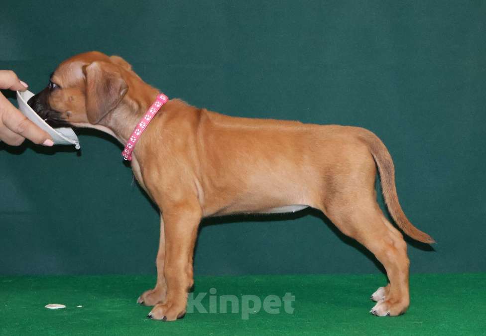 Собаки в Москве: Девочка Родезийского Риджбека  Девочка, 100 000 руб. - фото 5