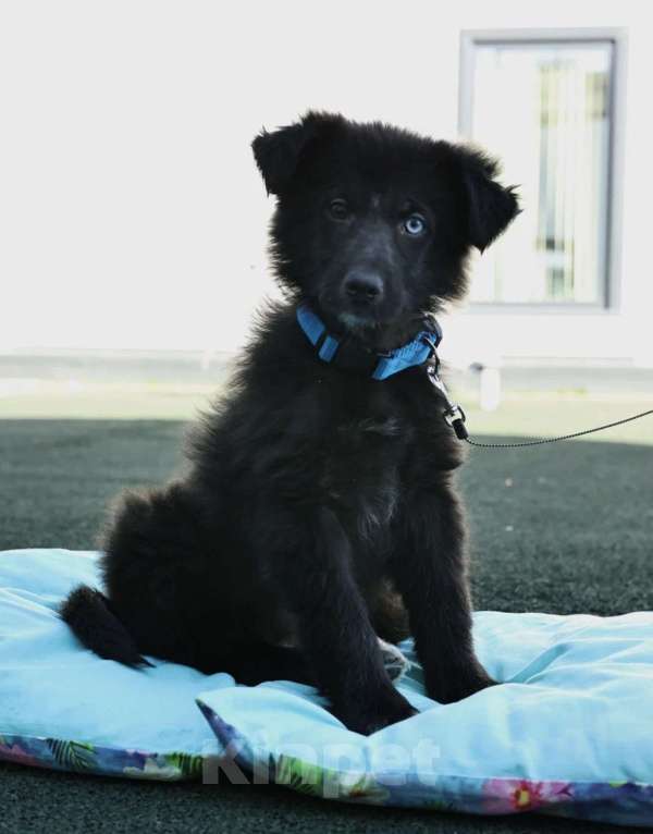 Собаки в Раменском: Черный пушистый щенок в добрые руки Мальчик, Бесплатно - фото 5