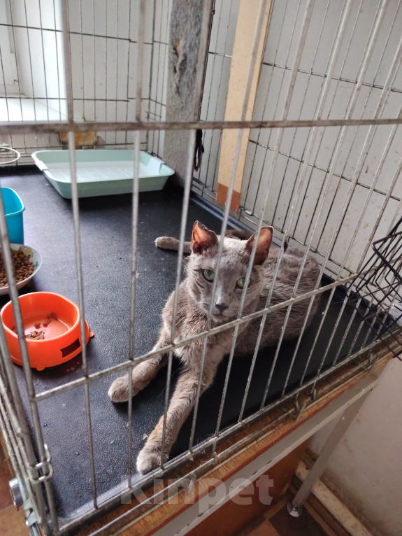 Кошки в Москве: Отдаём в добрые руки 15‑летнего котика — ему очень нужен свой дом и заботливые люди! Мальчик, Бесплатно - фото 2