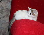 Кошки в Тюмени: Беляночка Девочка, 1 руб. - фото 7