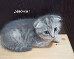 Кошки в Ростове-на-Дону: Британская вислоухая кошечка Девочка, Бесплатно - фото 1
