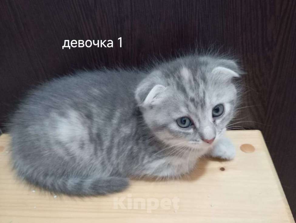 Кошки в Ростове-на-Дону: Британская вислоухая кошечка Девочка, Бесплатно - фото 1
