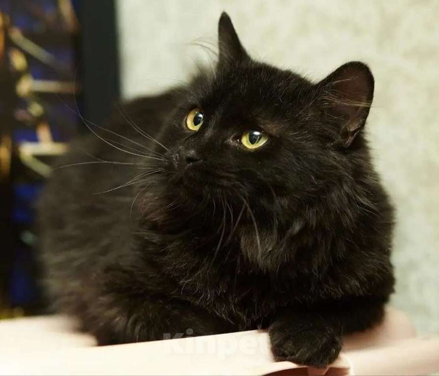 Кошки в Москве: Котик в добрые руки  Мальчик, Бесплатно - фото 4