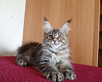 Кошки в Владимире: Рошель - кошка черепашка Девочка, 50 000 руб. - фото 3