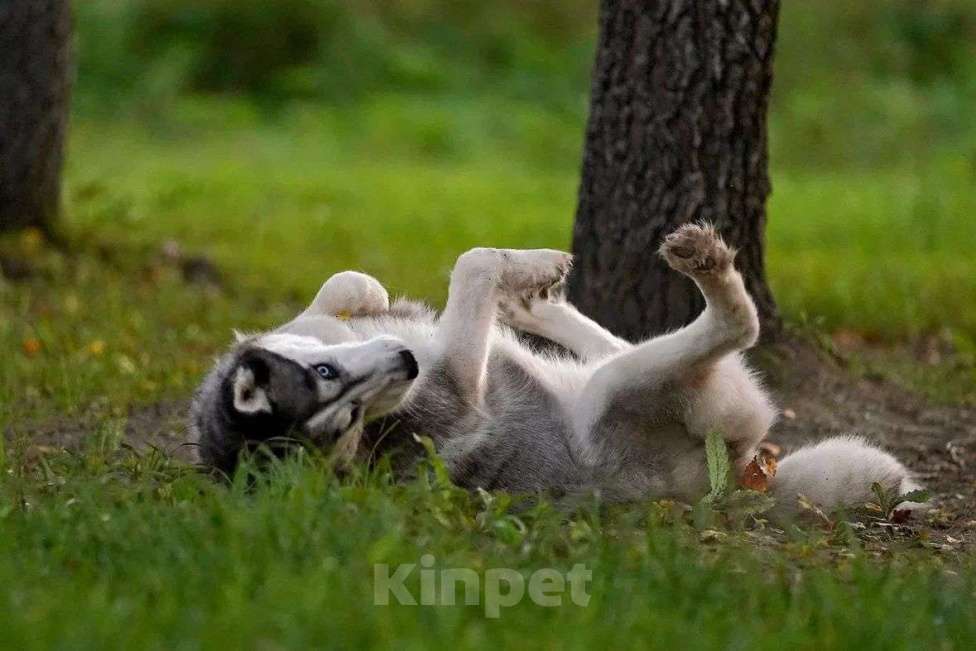 Собаки в Москве: Хаски девочка Аляска в добрые руки Девочка, Бесплатно - фото 6