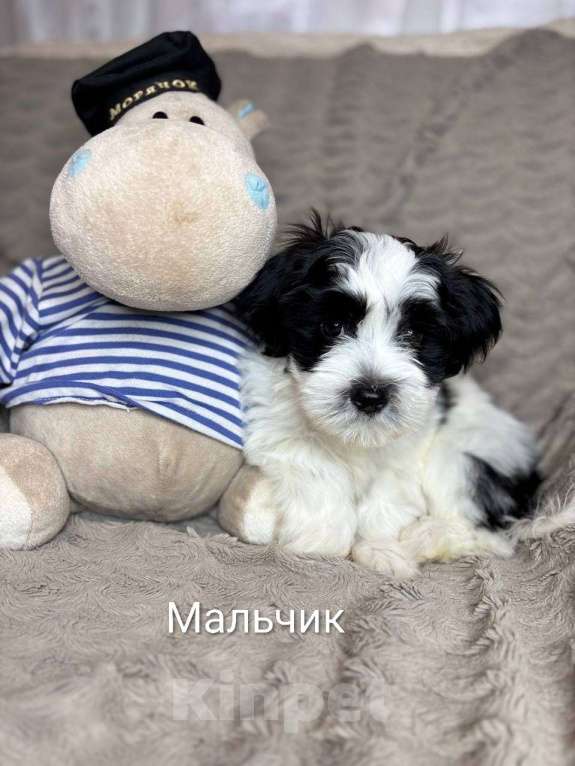 Собаки в Москве: Очаровательные щенки гаванского бишона Девочка, 80 000 руб. - фото 8