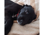 Собаки в Краснодаре: Щенок с прививками стерильна Девочка, 10 руб. - фото 2