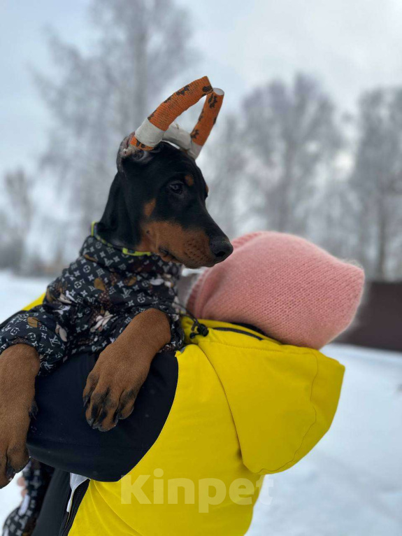 Собаки в Клине: Девочка 3 мес. Девочка, 120 000 руб. - фото 8