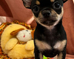 Собаки в Уфе: Чихуахуа щенки Мальчик, 35 000 руб. - фото 3