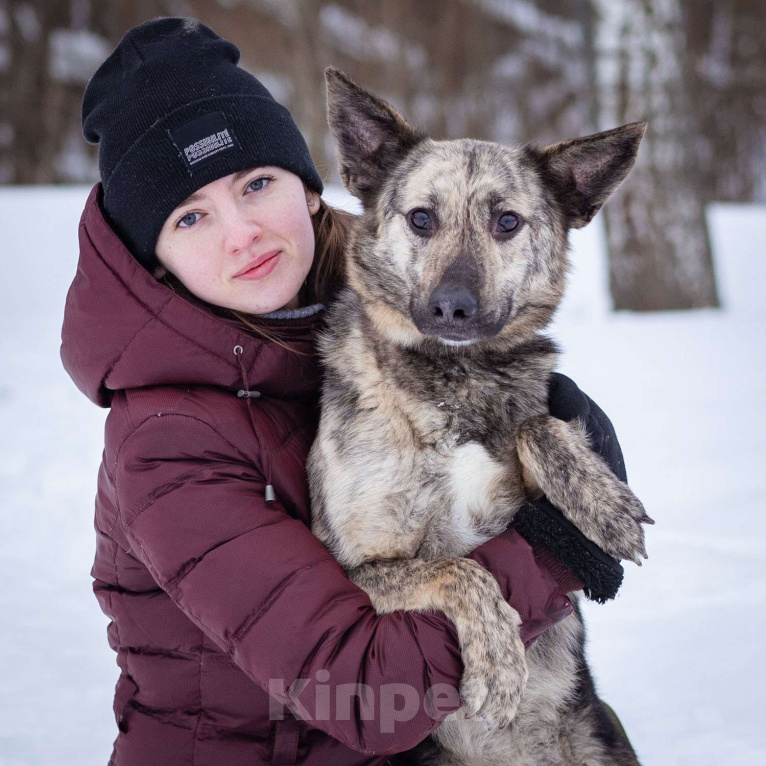 Собаки в Москве: Красивый, тигровый парень мечтает найти свою семью и дом! Мальчик, Бесплатно - фото 7