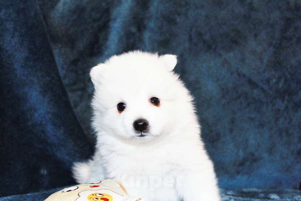 Собаки в Челябинске: Очаровательные щенки японского шпица Мальчик, 80 000 руб. - фото 10