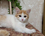 Кошки в Кисловодске: В дар, в добрые руки Девочка, 5 руб. - фото 2
